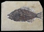 Bargain, Cockerellites (Priscacara) Fossil Fish - Wyoming #50689-1